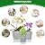 Cdd's Path 6-Pack Bare Root Planter Self Watering Pots Set with Holes for Indoor/Outdoor Plants, 2 Each of 5, 6 and 7 Inch Planter Pot with Watering Hole/Reservoir and Air Pipes, Clear
