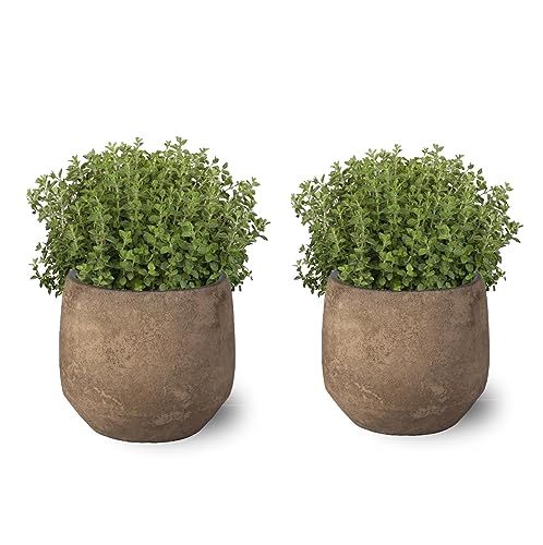 Orégano Pack de 2 Plantas Naturales para Cocinar en Maceta Ø10 Altura 20 cm Interior y Exterior Hierba Aromática para Huerto Urbano y Jardín (Maceta de Cerámica No Incluida)