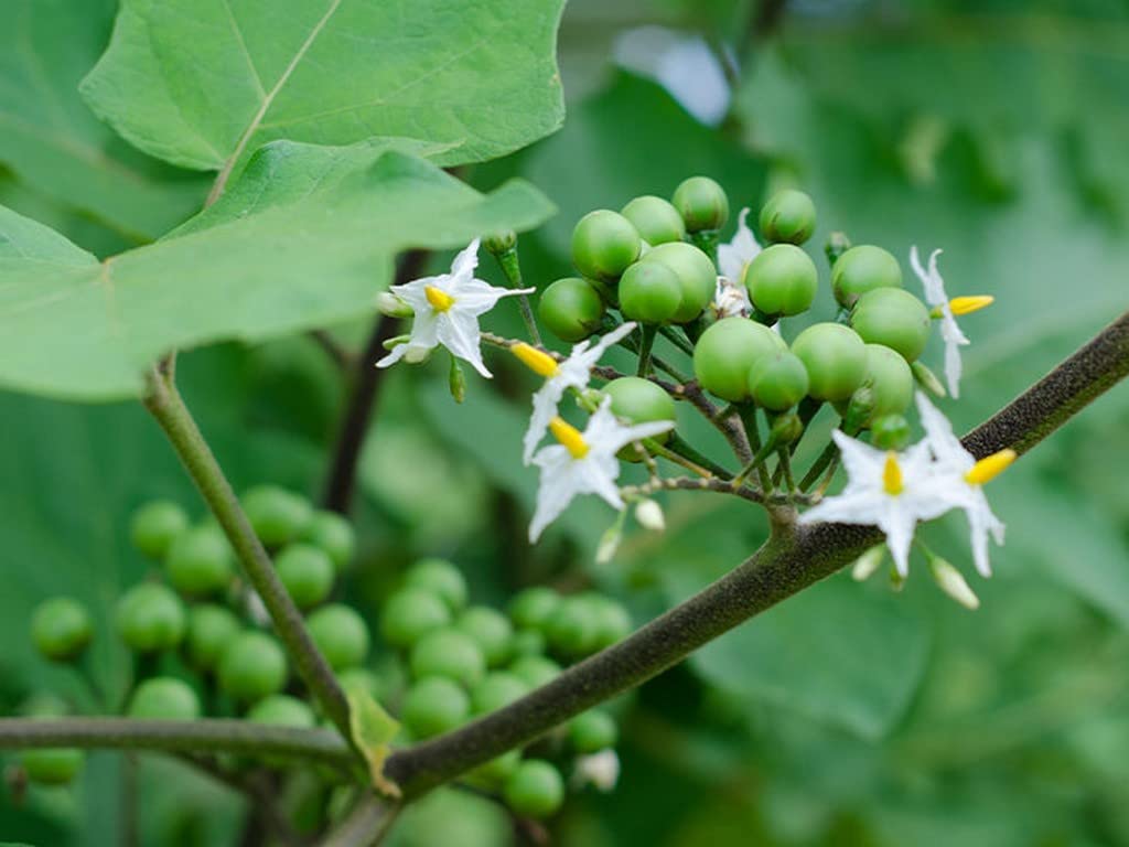 Creative Farmer Turkey Berry - Chundanga Plant (Solanum Torvum) Outdoor Garden Healthy Live Plant (Healthy Live Plant) (B09SCZJ1XS) Amazon Price History, Amazon Price Tracker