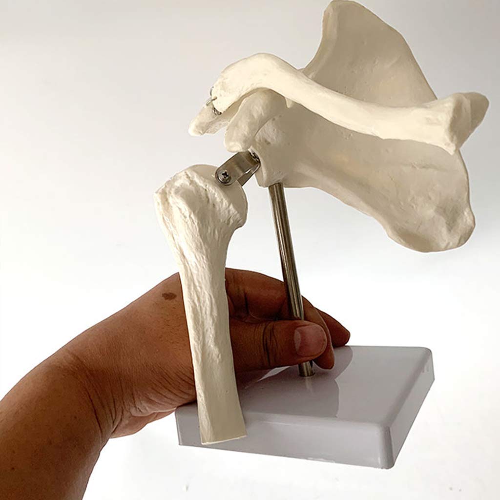 Modèle de Joint d'épaule - Modèle Anatomique de l'anatomie des Feuilles d'épaule de Squelette Humaine - pour Affichage Scientifique Modèle médical, matériel de Laboratoire