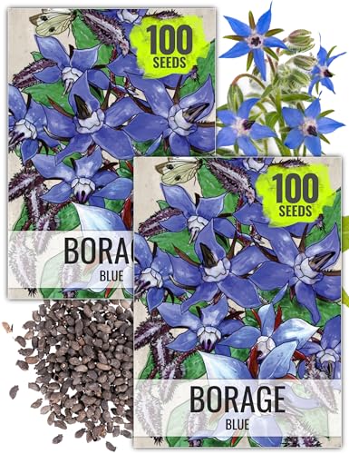 Seed Needs Borage Seeds for Planting Blue Star Flowers - Heirloom Non-GMO & Untreated - Plant a Home Grown Flowering Herb Garden Attract Bees, Butterflies & Other Pollinators (2 Packs)