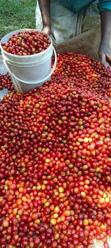 African Queen Coffee café en grano 12 oz miniatura 5