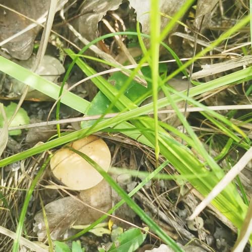 semillas de hongos porcini semillas de hortalizas de invierno macetas semillas orgánicas semillas de plantas de interior plantas decorativas semillas de techo verde semillas de hongos 500pcs
