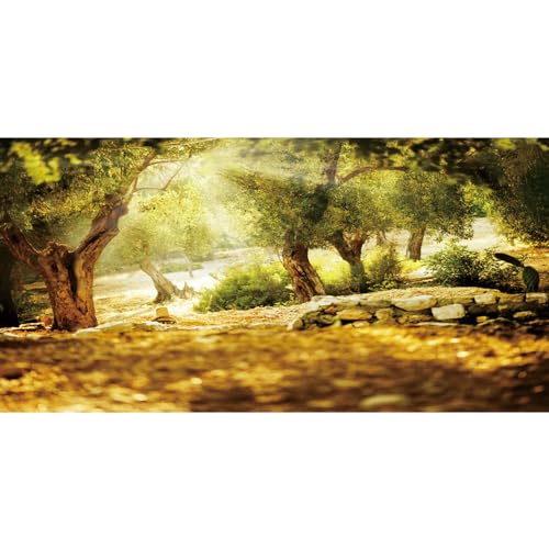 Toile de fond de studio photo Leyiyi paysage naturel de forêt et soleil