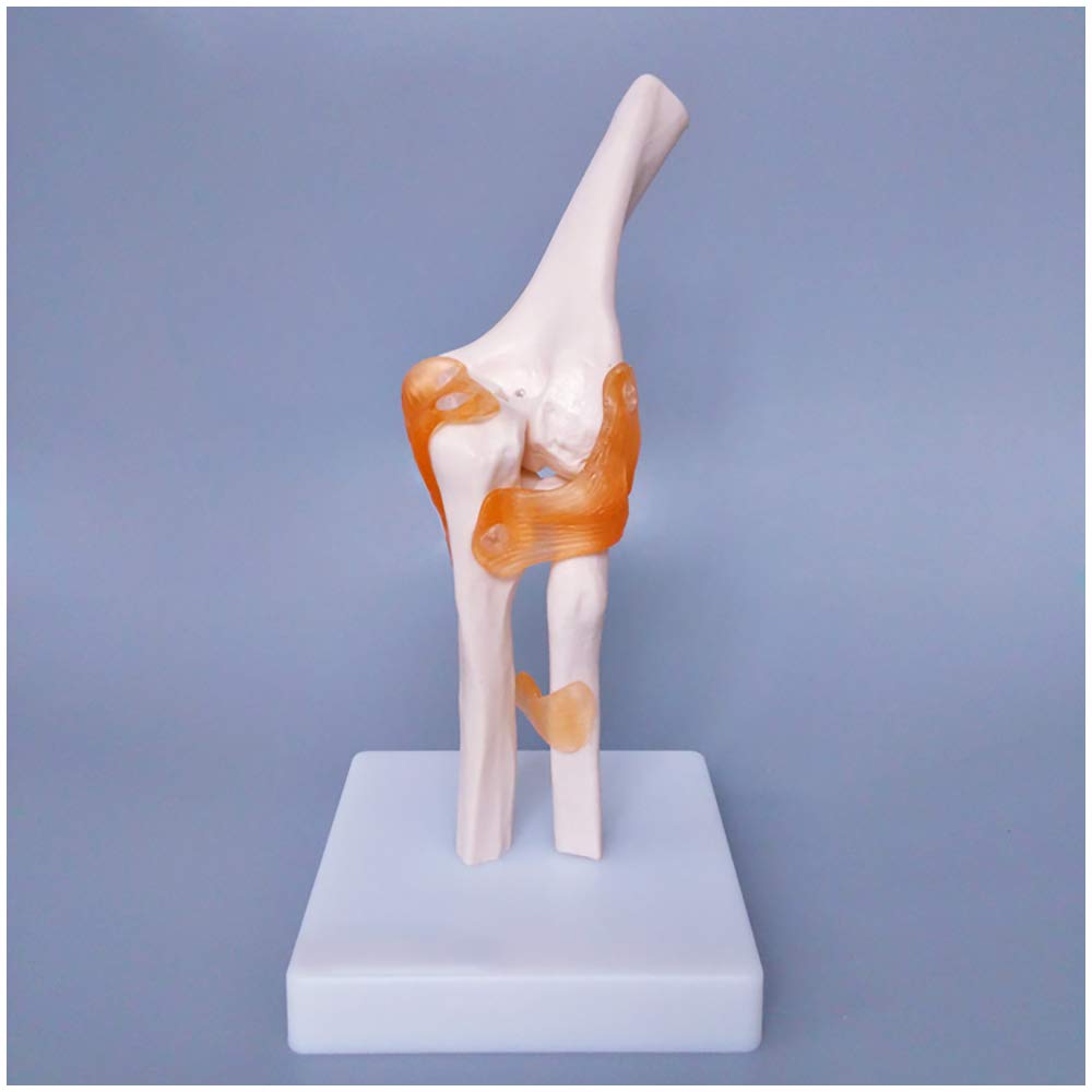 Sjdopulse Elbow Joint Model - Human Skeleton Model Elbow Joint Model - Medical Anatomical Elbow Joint Model With Flexible Ligament - For Study Display Teaching Medical Model