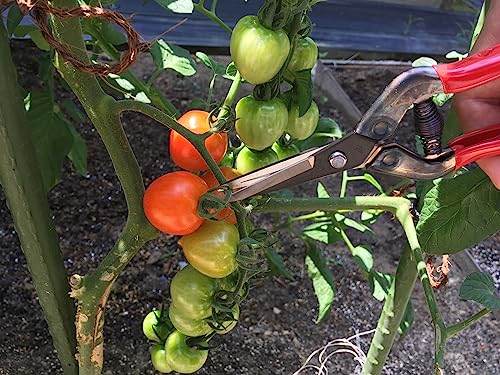 Tijeras profesionales para jardinería CHIKAMASA T-55C miniatura 2