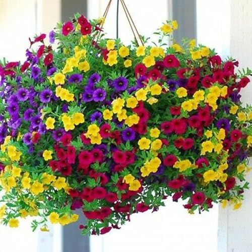 5100+ Petunia Seeds Grandiflora Flowers Mixed Rainbow Color for Bonsai Planting Home Garden House...