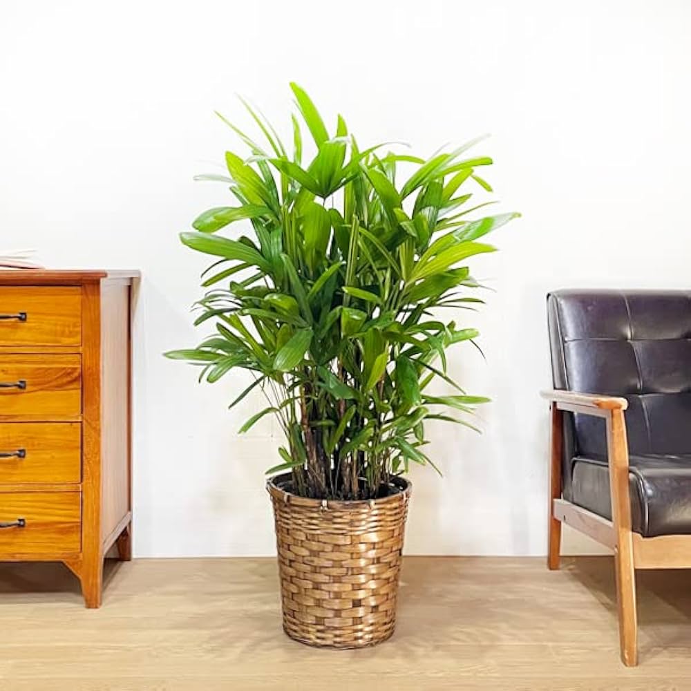 観音竹(陶器鉢ごと)8/17撮影 大きいので、お引き取り希望です。 観音竹(陶器鉢ごと)8/17撮影 大きいので、お引き取り希望です。