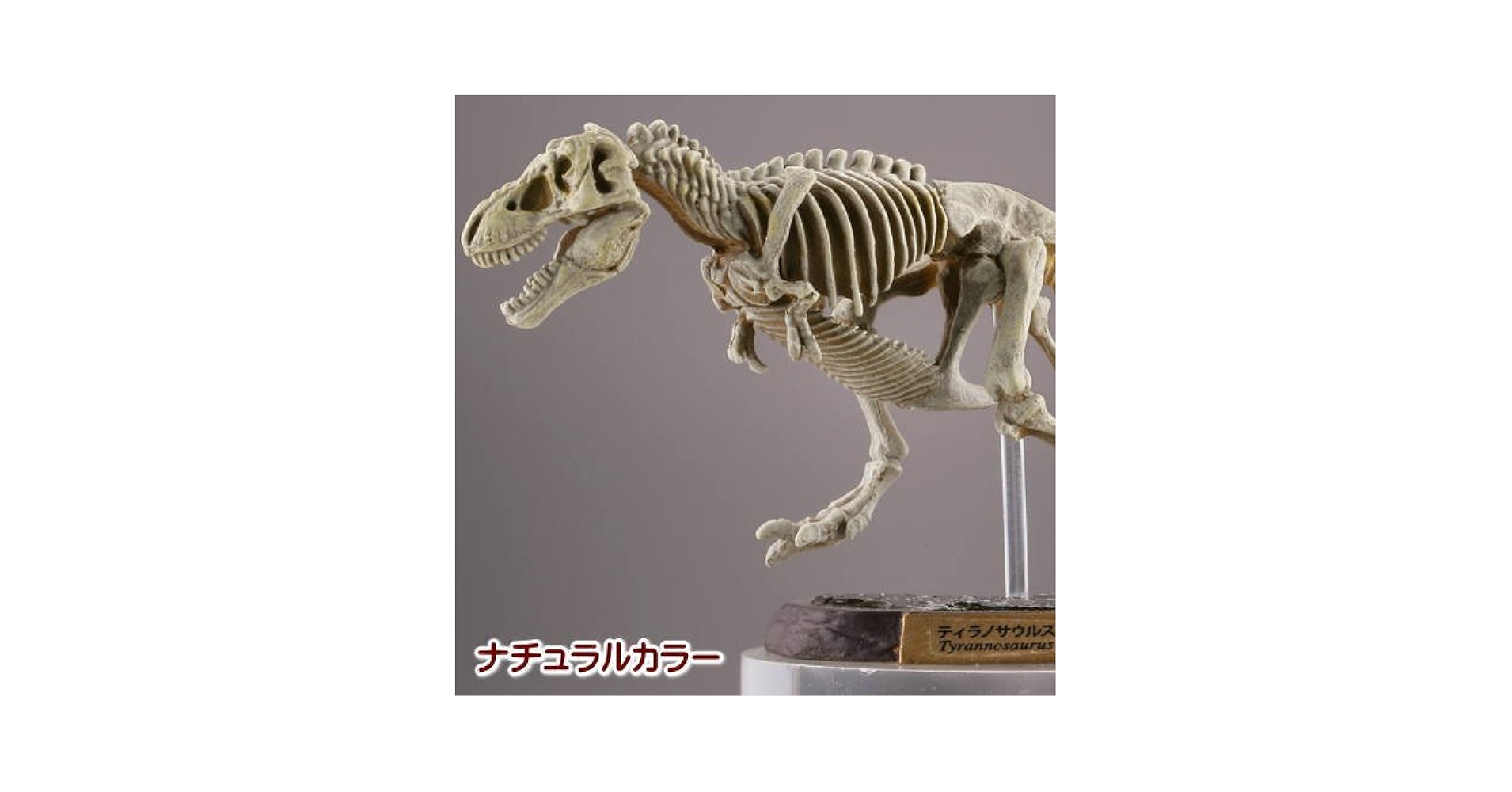 Amazon | カプセルQミュージアム 恐竜発掘記6 恐竜全身骨格展示