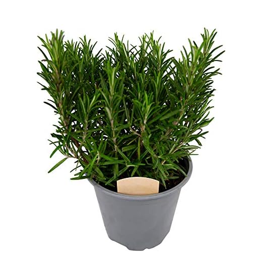 Rosemary Bush 14cm Pot - Ready to Plant in The Garden and Used for Culinary Purposes
