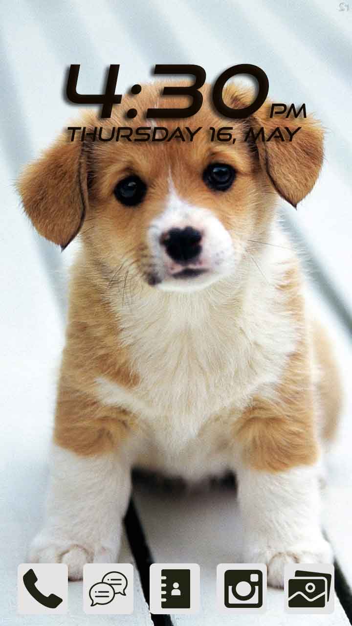Dog Wallpapers - App on Amazon Appstore
