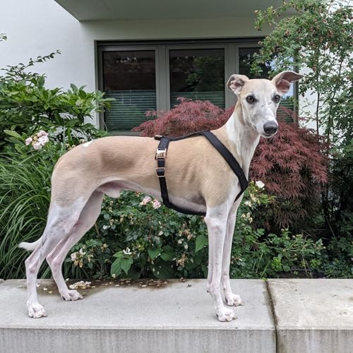 EDEL&SCHNELL Windhundgeschirr schwarz Größe L verstellbares Whippet Geschirr aus bequemen Webband mit Schnallen in Rosegold Hundegeschirr große Hunde