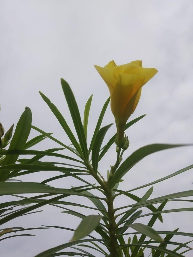 Live Yellow Kaner Flower Plant (pack of 1 plant) (B0DB2DWJJN) Amazon Price History, Amazon Price Tracker
