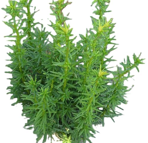 Säuleneibe Eibe Taxus Fastigiata - Robusta - 30-40 cm winterhart Freilandaufzucht