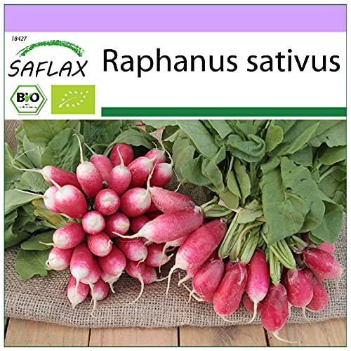 SAFLAX - BIO - Radis - French breakfast - 150 graines - Raphanus sativus