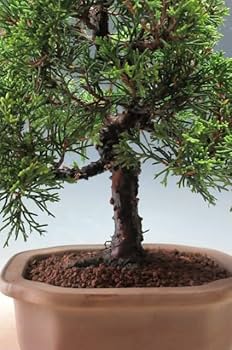 Amazon｜盆栽 糸魚川真柏（833885）【現品】｜観葉植物