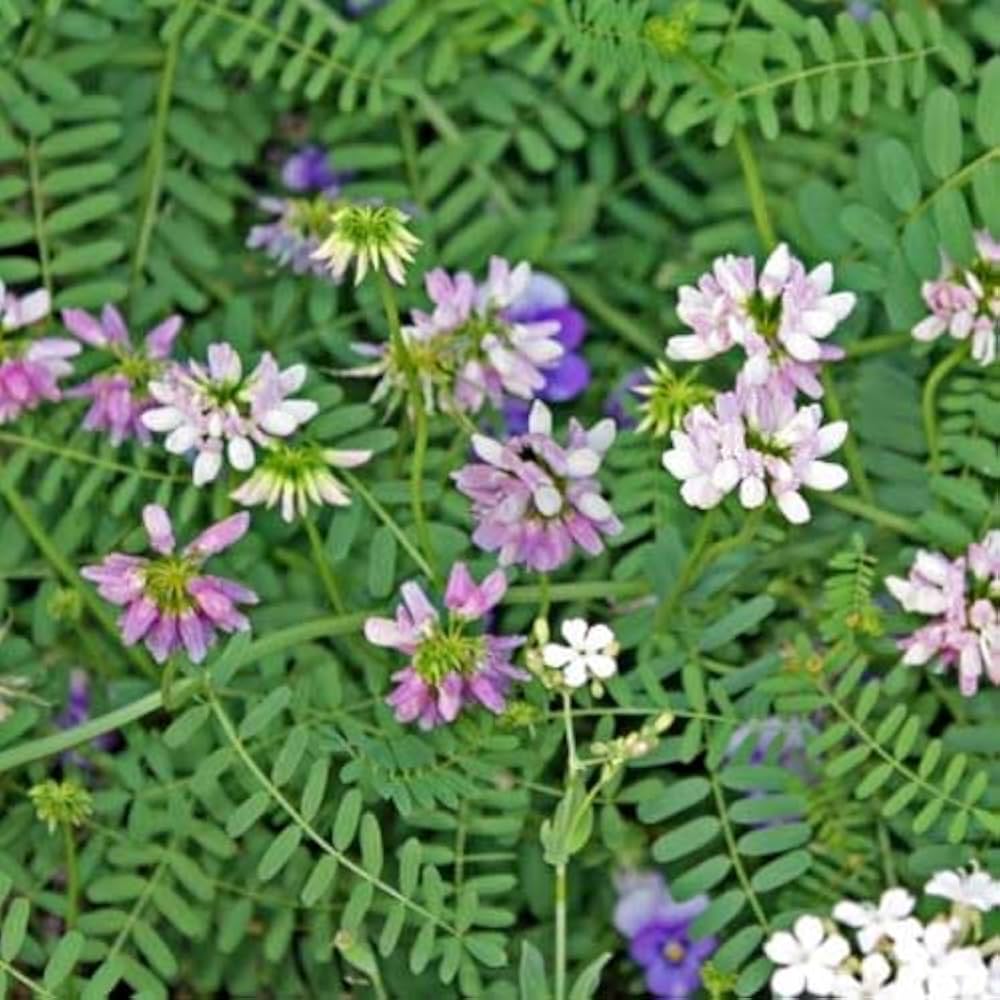 Amazon.co.jp: ハッピーガーデン 花苗 クラウンベッチ 1鉢 3