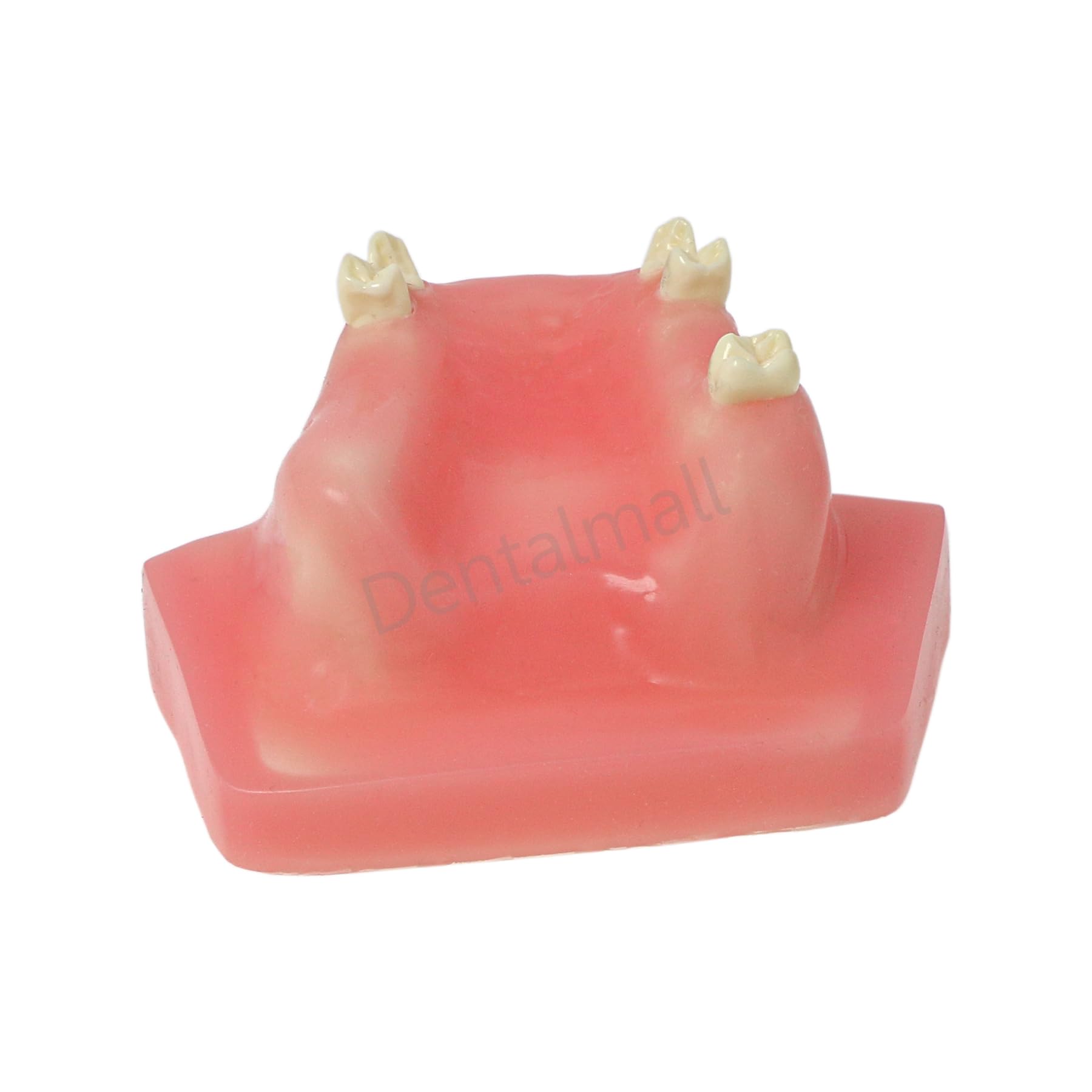 Dental Typodont Sinus Lifting Implant Placement Teeth Model Practice Upper Jaw Missing Training Incision Suturing Exercise Dentoform Prosthodontic Teaching Tool Model