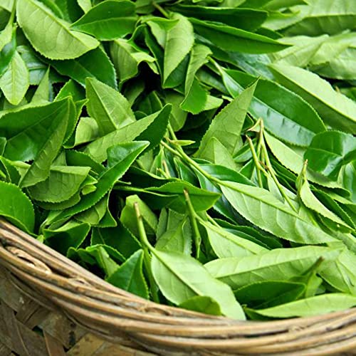 Flower Seeds For Planting Heirloom Non-Gmo Perennial Tea Plant Seeds Black & Green Drinking Tea Seed Easy To Grow Camellia Sinensis Tree Shrub 5 Pcs Wonderful Gardening Gift #TOP3