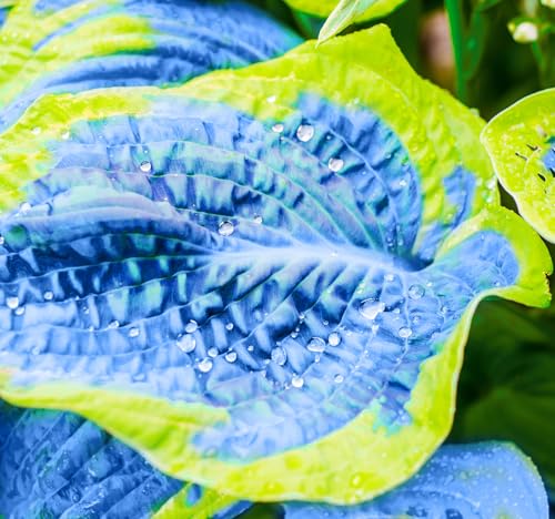 Hosta Seedlings for Medium Shade