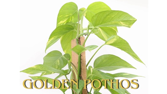 Amazon.com : American Plant Exchange Golden Pothos Totem Pole  Live 6-Inch  Potted Climbing Vine, Easy-Care Air Purifying Houseplant, Fast-Growing  Tropical Indoor Plant for Home, Office & Indoor Dcor : Patio, Lawn