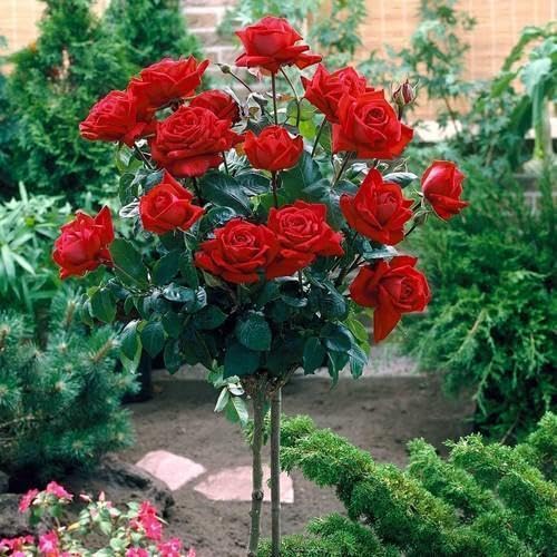 UGAOO Bharat Red Rose Flower Plant | Beautiful Blooming, Ornamental Variety, For Home Garden, Balcony, Terrace & Outdoor Décor-image-44