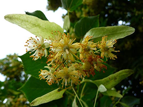15 Semillas de Tilia platyphyllos (Tilo)