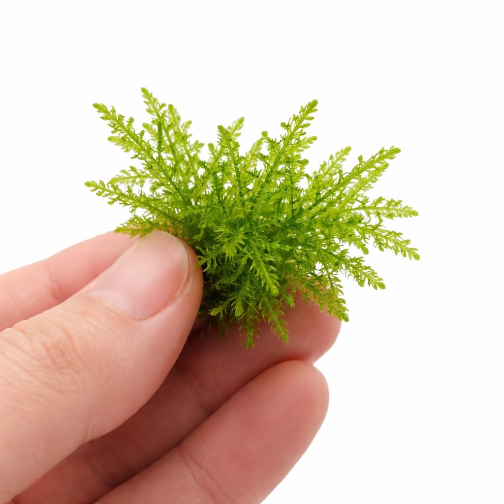 AquaBreedingSkill Taxiphyllum sp. in vitro – plante aquarium vivante, mousse d’aquarium sans parasites, idéale aquascaping et nano aquarium (Taiwan 2 pcs)