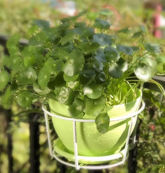 Amazon | プラントホルダー アイアン 吊り下げ 植木鉢 手すり