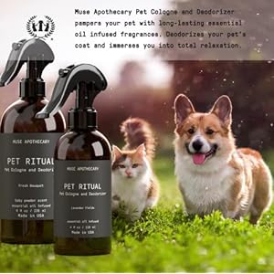 Muse apothecary pet ritual pet cologne spray for dogs  dog perfume spray long lasting after bath  pet perfume for dogs  pet deodorant spray for dogs  essential oils infused  8oz lavender fields   cucciolini doodles