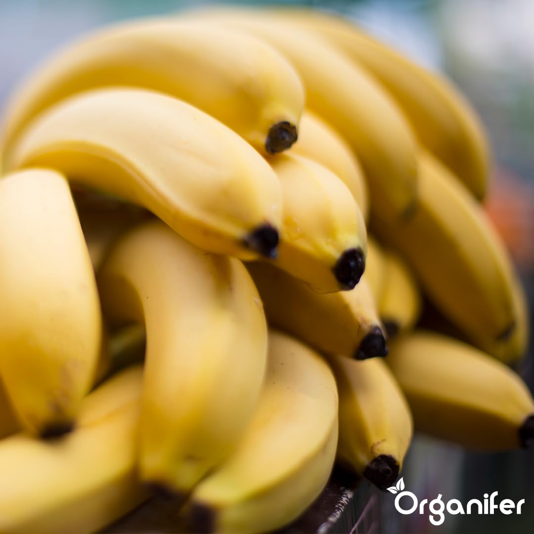 Fertilizante Líquido Para Banano - 3x1L - NPK 2-1-8 | Fertilizante Para Plantas Robustas Y Hojas Sanas - Favorece Raíces Y Vitalidad - Organifer