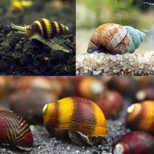 Snail Squad Cleanup Trio 30 Snail Value Pack (10 Red Racer 10 Assassin 10 Trapdoor) - Freshwater Cleanup Crew Mega Mix