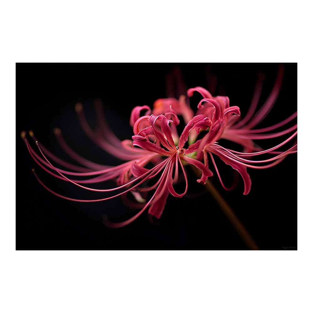 ZAMAEIU Nature Landscape Canvas Wall Art Curled-petalled blossoms posters picture, Modern Wall Decor, for Bedroom, Office, Living Room, Corridor, classroom(red)-80x120cm Unframed