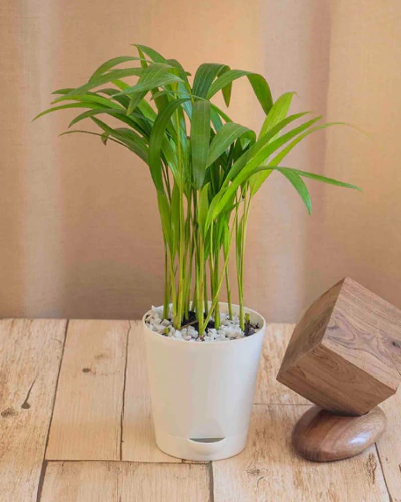 Plant A Leaf Live Indoor Butterfly Palm Golden Cane Palm Areca Palm Plant with Self Watering Pot Air Purifying for Living Room/Bedroom/House/Office (Pack of 1) (B0B76S66TL) Amazon Price History, Amazon Price Tracker