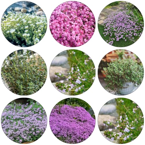 Tomillo rastrero perennes cobertura del suelo de oficina jardín interior decoración semillas de bonsái interior semillas balcón con camas 850pcs
