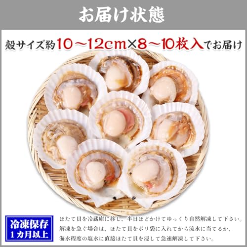 越前かに職人 甲羅組 天然 殻付き生ほたて 大型サイズ(殻幅10~12cm)×8~10枚入 の商品画像 3