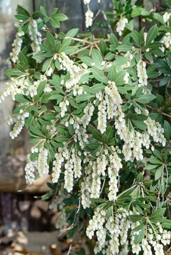 Pieris japonica 'Stöckmann' 30-40 cm – Winterhart, Immergrün, Pflegeleicht – Japanische Lavendelheide – Zierstrauch für Garten & Kübel