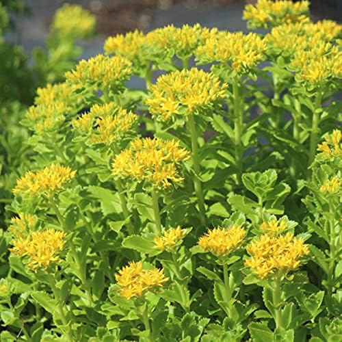 Amazon 紫桜館山の花屋 キリンソウ 9cmポット苗 麒麟草 休眠期中 地上部なし 花 Amazon 紫桜館山の花屋 キリンソウ 9cmポット苗 麒麟草 休眠期中 地上部なし 花