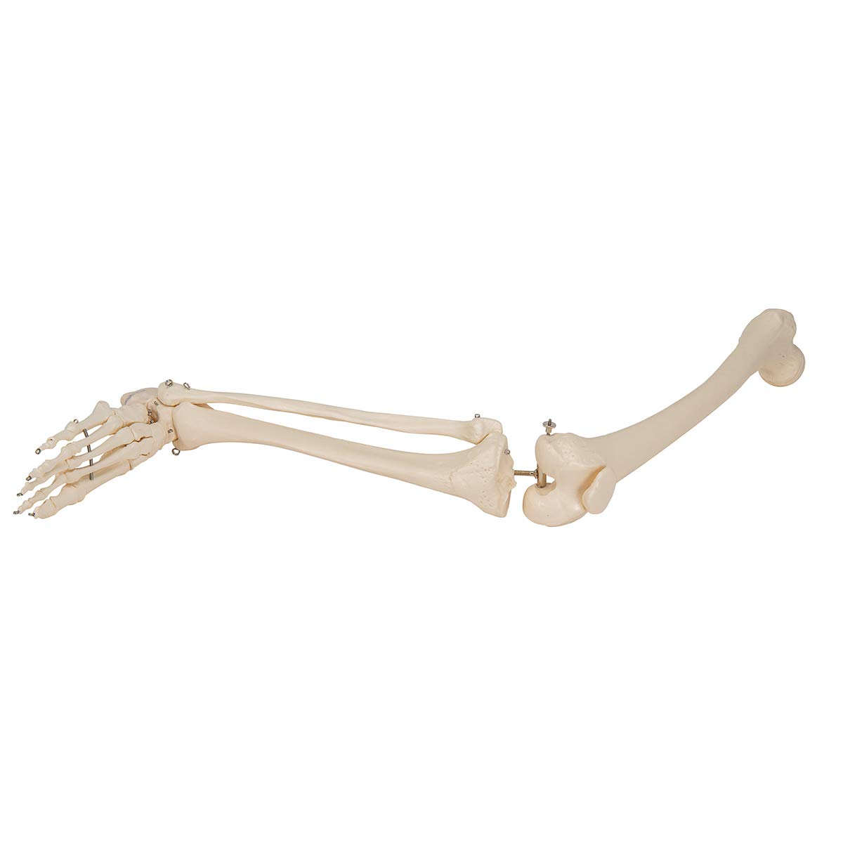 3B Scientific J14 Modelo de anatomía humana Corte de la Piel + software