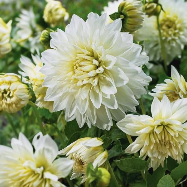 Votaniki Dinnerplate Dahlia White Perfection - Perennial Dahlia, Large Blooms, Dahlia 'White Perfection' Tubers for Planting | Summer Flowers - Easy to Grow (1 Pack)