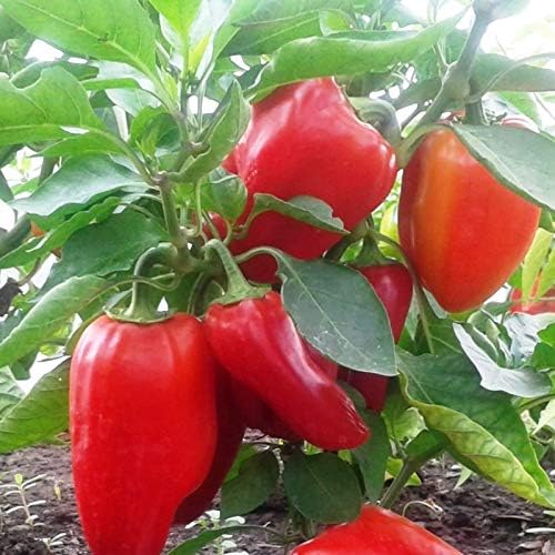 Miniatura 3 de Semillas Verduras Sweet Bell Red Giant Pepper - 30 Semillas