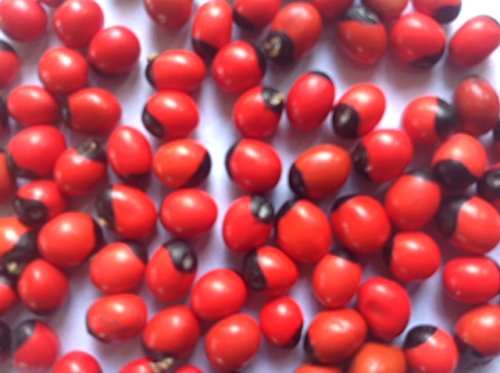 Seeds village Red Gaungchi Seeds (Pack of 250) (B07BFJRC3N) Amazon Price History, Amazon Price Tracker