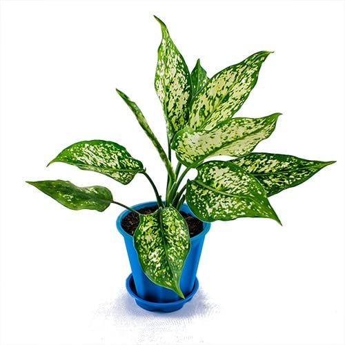 Cloud Farm Snow White/Aglaonema/Chinese Evergreen Indoor Plant With Air Purifying Abilities CF