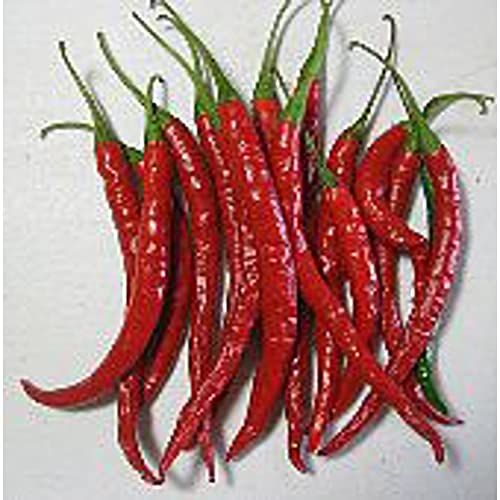 Sweet Cayenne Peppers Seeds (20+ Seeds) | Non GMO | Vegetable Fruit Herb Flower Seeds for Planting | Home Garden Greenhouse Pack