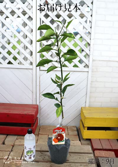 4年生　ブラッドオレンジ接木苗／タロッコ　樹高110cm 現品のお届け Amazon.co.jp: ブラッドオレンジ『タロッコ』13.5cmポット接木苗