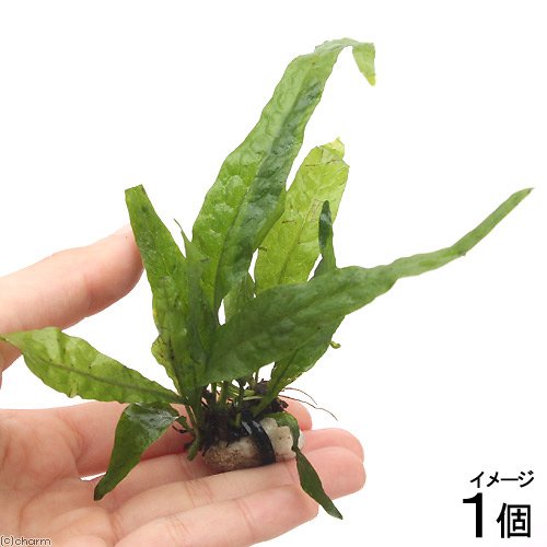 【特大】ミクロソリウムプテロプス 溶岩石活着済+おまけ Amazon.co.jp: （水草）石付 ミクロソリウム プテロプス（1個