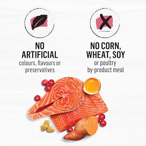 Beyond Grain Free Natural Dry Cat Food, Indoor Cat Wild-Caught Salmon & Egg - 2.26 kg Bag image 3
