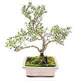 bonsai outdoor kaufen Outdoor Bonsai Serissa foetida variegata - Junischnee - Baum der 1000 Sterne