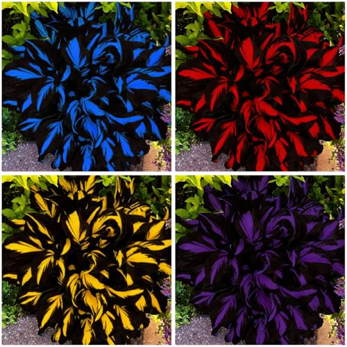 Mixrug Mixed Hosta Seeds Collection(300+ Seeds) Variegated Foliage Shade Plants Giant to Dwarf Perennial Ground Cover Seeds for Low Maintenance Garden