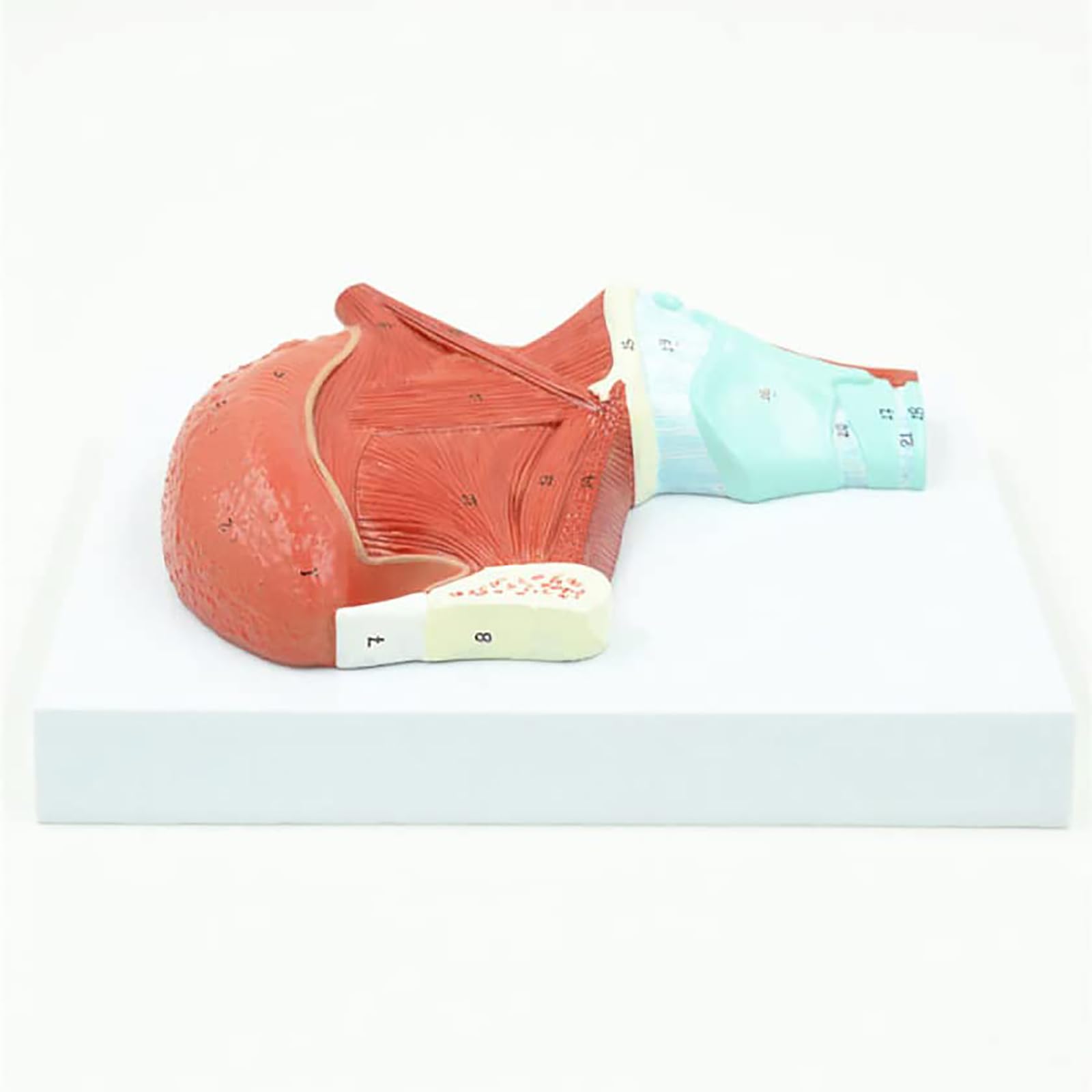 GTHTUHFD Model Of The Tongue Muscle, Tongue Muscle Model Human, Pvc Tongue Muscle Model, Organs Model For Medical Research Teaching Model